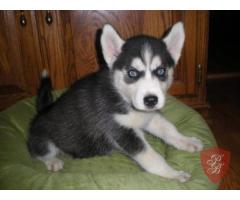 cuccioli siberian husky disponibili