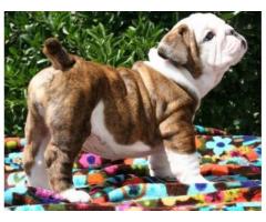 Bulldog inglese cuccioli disponibili