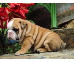 Regalo adorabile bulldog inglese cuccioli in vendita