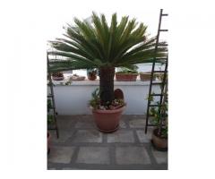 Cycas ventennale