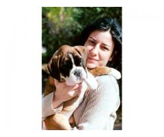 ALLEVAMENTI BOXER BOLOGNA-BOXER VENDO BOLOGNA