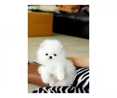 Dolcissimo Cuccioli di Volpino Pomerania toy