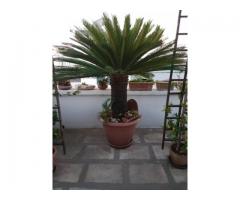 Cycas per ville