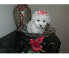 Regalo maltese cuccioli disponibili,