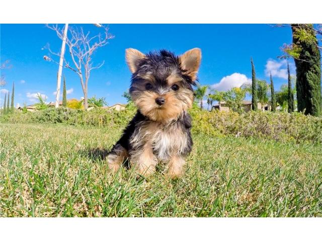 REGALO Mini Toy Yorkie cuccioli per adozione