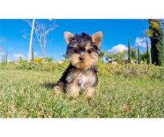 REGALO Mini Toy Yorkie cuccioli per adozione