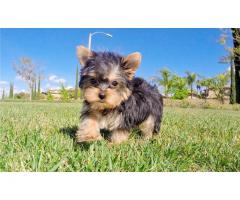 REGALO Mini Toy Yorkie cuccioli per adozione