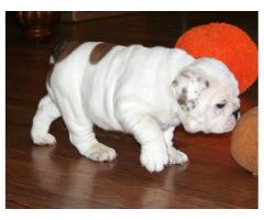 REGALO di bulldog inglese cucciolo