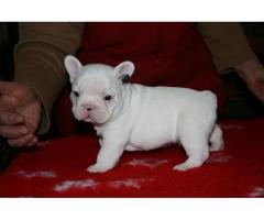 REGALO Bulldog francese Cuccioli per adozione