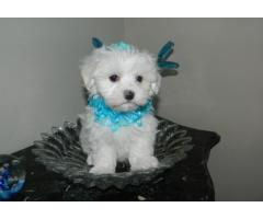 REGALO maschio toy Maltese Cucciolo