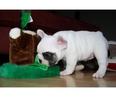 REGALO Bulldog francese Cuccioli per adozione