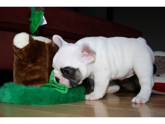 REGALO bellissimi cuccioli di bulldog francese