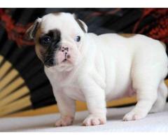 Bulldog francese maschio cute