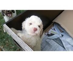 CUCCIOLI DI LAGOTTO ROMAGNOLO