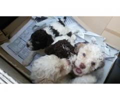 CUCCIOLI DI LAGOTTO ROMAGNOLO