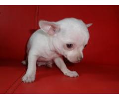 REGALO Meravigliosi cuccioli di chihuahua mini