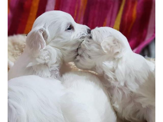 3 cuccioli maschi Maltese