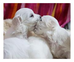 3 cuccioli maschi Maltese