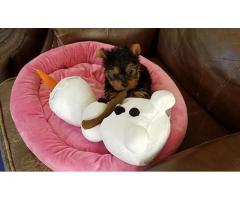 REGALO cuccioli yorkshire terrier