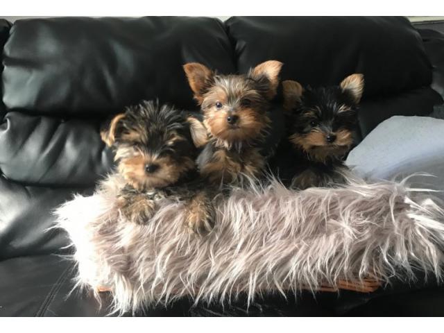 REGALO cucciolo di Yorkshire terrier disponibile