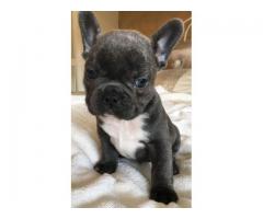 Bouledogue Francese Cuccioli Disponibili