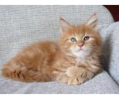 REGALO STUPENDI GATTINI MAIN COON DISPONIBILE