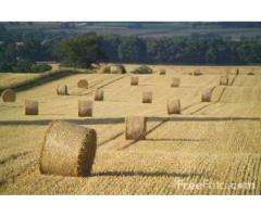 Vendo a ROMA BALLETTE e BALLONI di PAGLIA di GRANO DURO